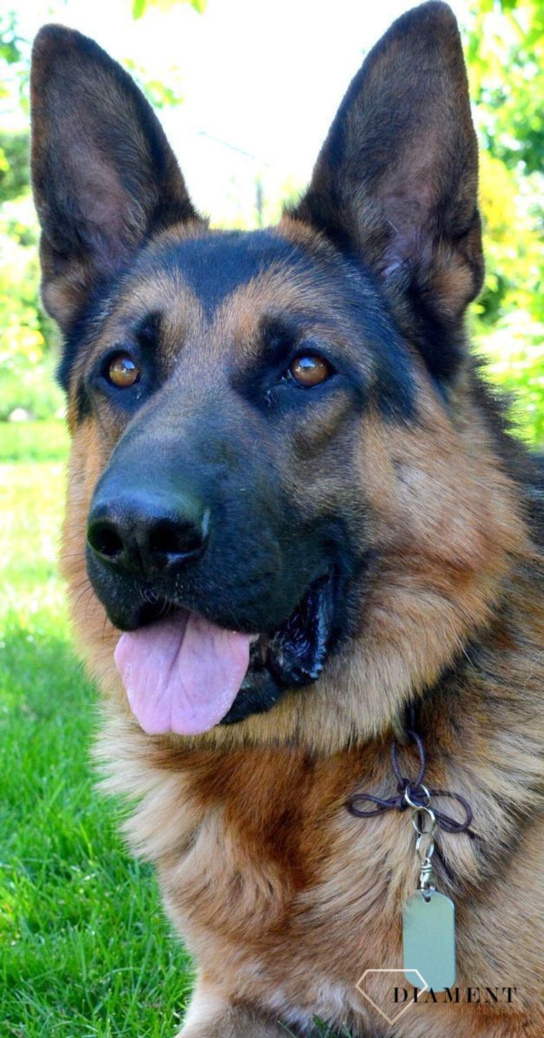 Blaszka dla pupila srebrna 5 cm z miejscem na grawer. Blaszka w formie adresówki, identyfikatora dla psa. Blaszka z miejscem na grawer. Na adresówce możemy wygrawerować np. imię psa i nr telefonu do właściciela. Blaszka w kol.jpg